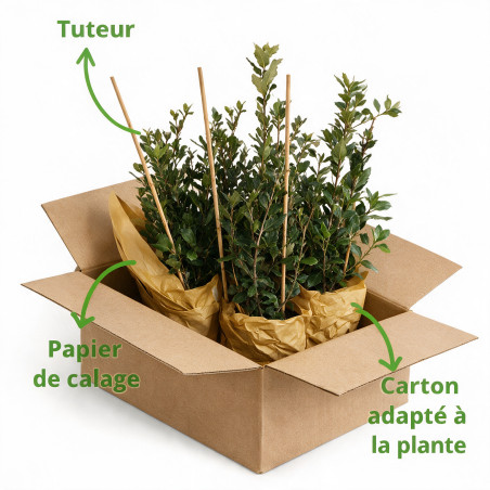Chêne vert - Quercus ilex 60/80cm Pot 3L