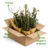 Chêne vert - Quercus ilex 60/80cm Pot 3L