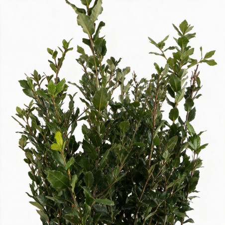 Chêne vert - Quercus ilex 60/80cm Pot 3L