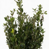 Chêne vert - Quercus ilex 60/80cm Pot 3L