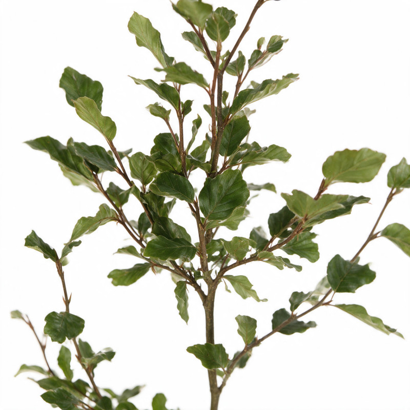 Hêtre commun 100/125cm Pot 3L - Fagus sylvatica
