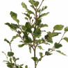 Hêtre commun 100/125cm Pot 3L - Fagus sylvatica