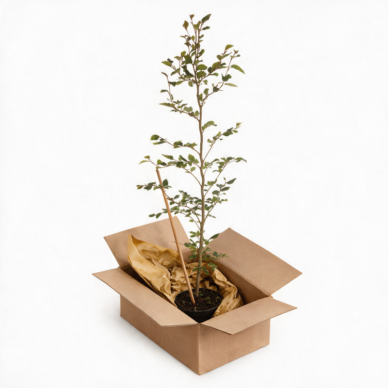 Hêtre commun 100/125cm Pot 3L - Fagus sylvatica
