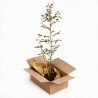 Hêtre commun 100/125cm Pot 3L - Fagus sylvatica
