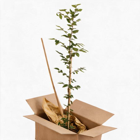 Charme commun 100/125cm Pot 3L - Carpinus betulus