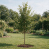 Charme commun 100/125cm Pot 3L - Carpinus betulus