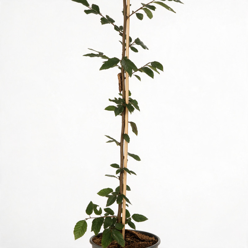 Charme commun 100/125cm Pot 3L - Carpinus betulus