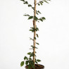 Charme commun 100/125cm Pot 3L - Carpinus betulus