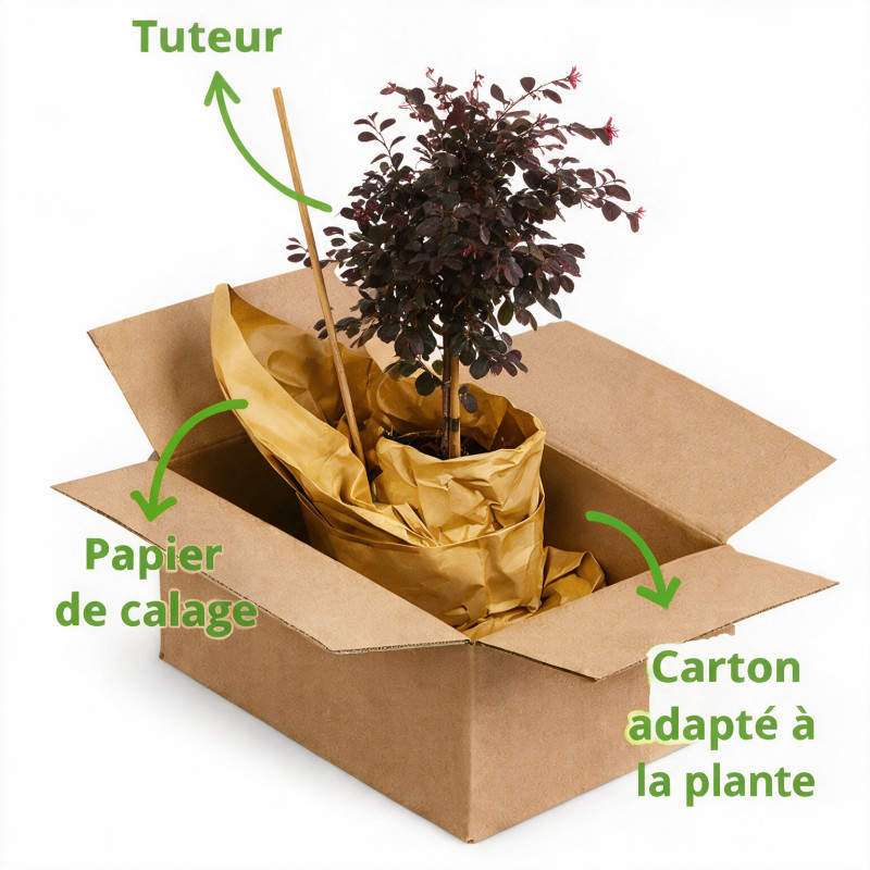 Loropétale de Chine Fede - Loropetalum chinense Fede Mini tige 80cm Pot 7L