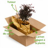 Loropétale de Chine Fede - Loropetalum chinense Fede Mini tige 80cm Pot 7L