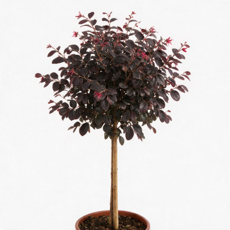 Loropétale de Chine Fede - Loropetalum chinense Fede Mini tige 80cm Pot 7L