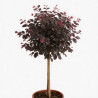 Loropétale de Chine Fede - Loropetalum chinense Fede Mini tige 80cm Pot 7L