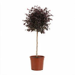 Loropétale de Chine Fede - Loropetalum chinense Fede Mini tige 80cm Pot 7L