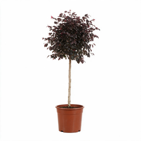Loropétale de Chine Fede - Loropetalum chinense Fede Mini tige 80cm Pot 7L