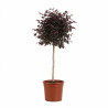 Loropétale de Chine Fede - Loropetalum chinense Fede Mini tige 80cm Pot 7L