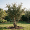 Chêne-liège - Quercus suber Multitroncs 200/250cm Pot 70L