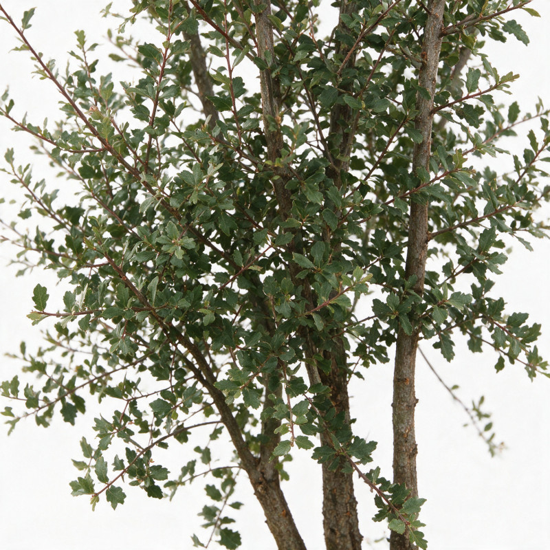 Chêne-liège - Quercus suber Multitroncs 200/250cm Pot 70L