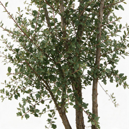 Chêne-liège - Quercus suber Multitroncs 200/250cm Pot 70L