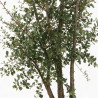 Chêne-liège - Quercus suber Multitroncs 200/250cm Pot 70L