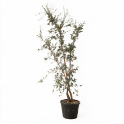 Chêne-liège - Quercus suber Multitroncs 200/250cm Pot 70L