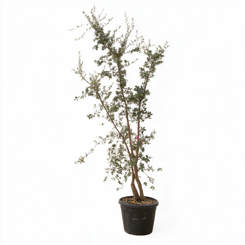 Chêne-liège - Quercus suber Multitroncs 200/250cm Pot 70L