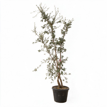 Chêne-liège - Quercus suber Multitroncs 200/250cm Pot 70L