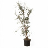Chêne-liège - Quercus suber Multitroncs 200/250cm Pot 70L