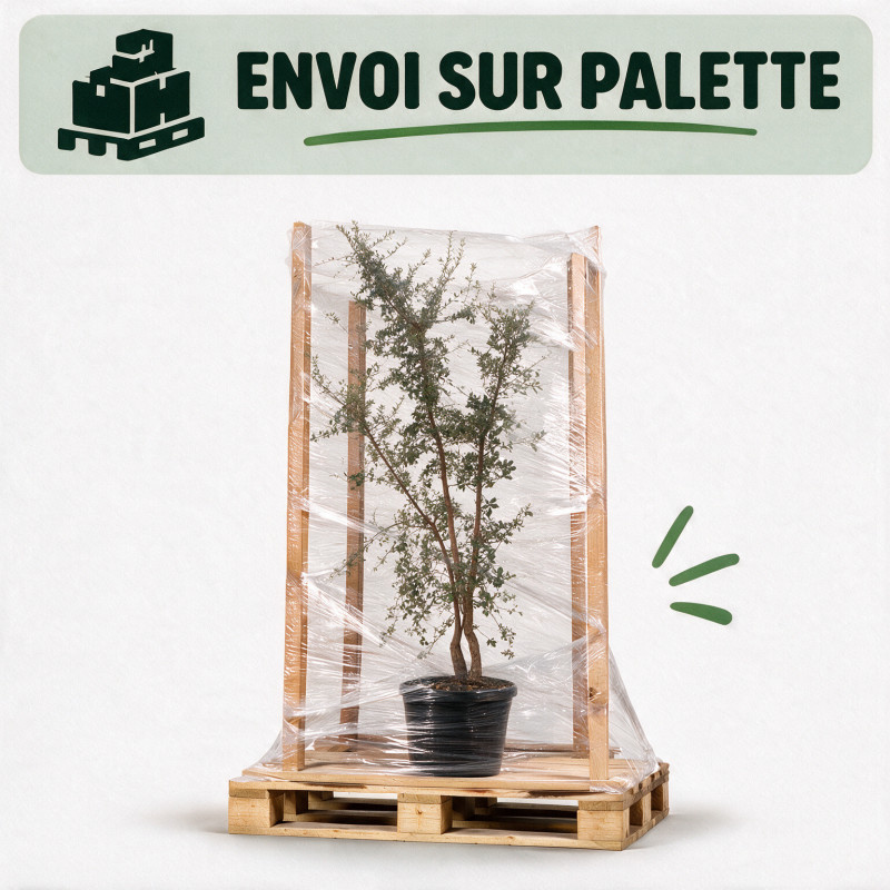 Chêne-liège - Quercus suber Multitroncs 200/250cm Pot 70L