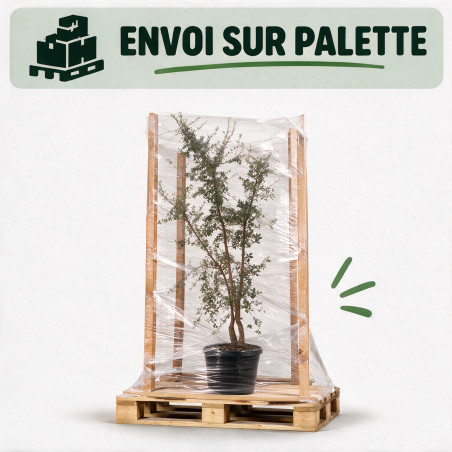 Chêne-liège - Quercus suber Multitroncs 200/250cm Pot 70L