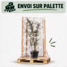 Chêne-liège - Quercus suber Multitroncs 200/250cm Pot 70L