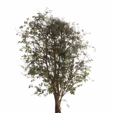 Chêne-liège - Quercus suber 125/145cm Pot 50L