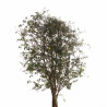 Chêne-liège - Quercus suber 125/145cm Pot 50L