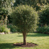 Chêne-liège - Quercus suber 125/145cm Pot 50L