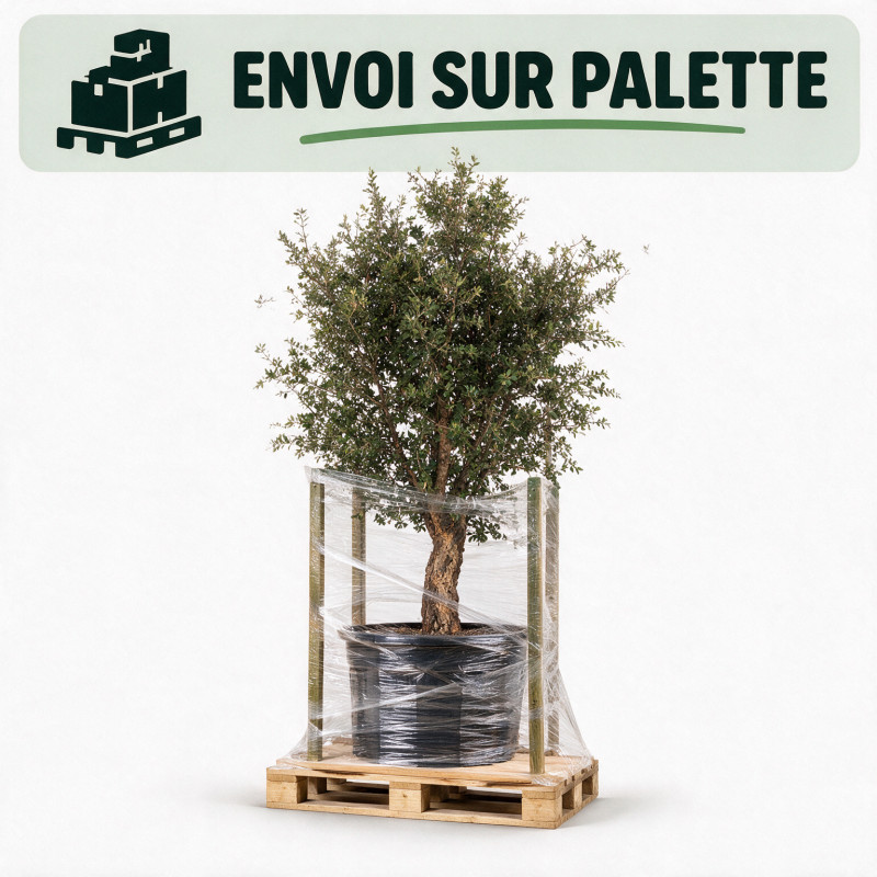 Chêne-liège - Quercus suber 125/145cm Pot 50L