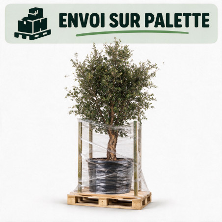 Chêne-liège - Quercus suber 125/145cm Pot 50L