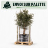 Chêne-liège - Quercus suber 125/145cm Pot 50L