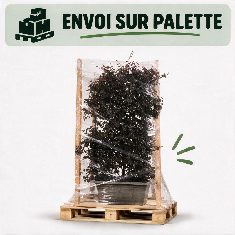 Loropétale de Chine Black Pearl - Loropetalum chinense Black Pearl Espalier 140x80cm - Haie en bac 80cm