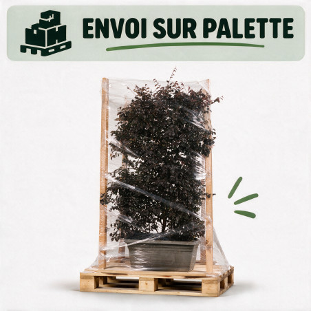 Loropétale de Chine Black Pearl - Loropetalum chinense Black Pearl Espalier 140x80cm - Haie en bac 80cm