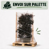 Loropétale de Chine Black Pearl - Loropetalum chinense Black Pearl Espalier 140x80cm - Haie en bac 80cm