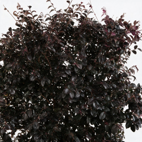 Loropétale de Chine Black Pearl - Loropetalum chinense Black Pearl Espalier 140x80cm - Haie en bac 80cm