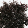 Loropétale de Chine Black Pearl - Loropetalum chinense Black Pearl Espalier 140x80cm - Haie en bac 80cm