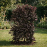 Loropétale de Chine Black Pearl - Loropetalum chinense Black Pearl Espalier 140x80cm - Haie en bac 80cm