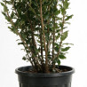 Chêne vert - Quercus ilex 125/145cm Pot 12L