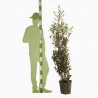 Chêne vert - Quercus ilex 125/145cm Pot 12L