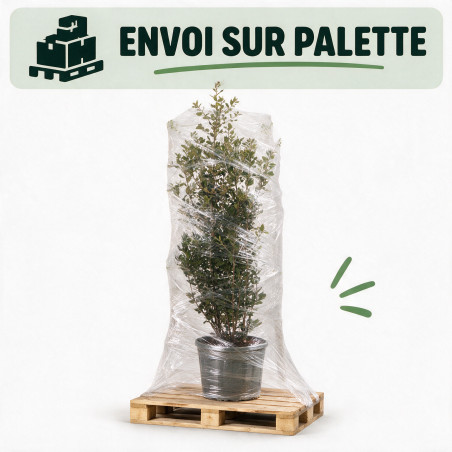 Chêne vert - Quercus ilex 125/145cm Pot 12L