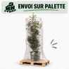 Chêne vert - Quercus ilex 125/145cm Pot 12L