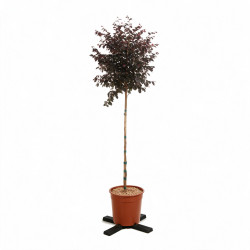 Loropétale de Chine Fede - Loropetalum chinense Fede Demi-tige Pot 7L - 140cm