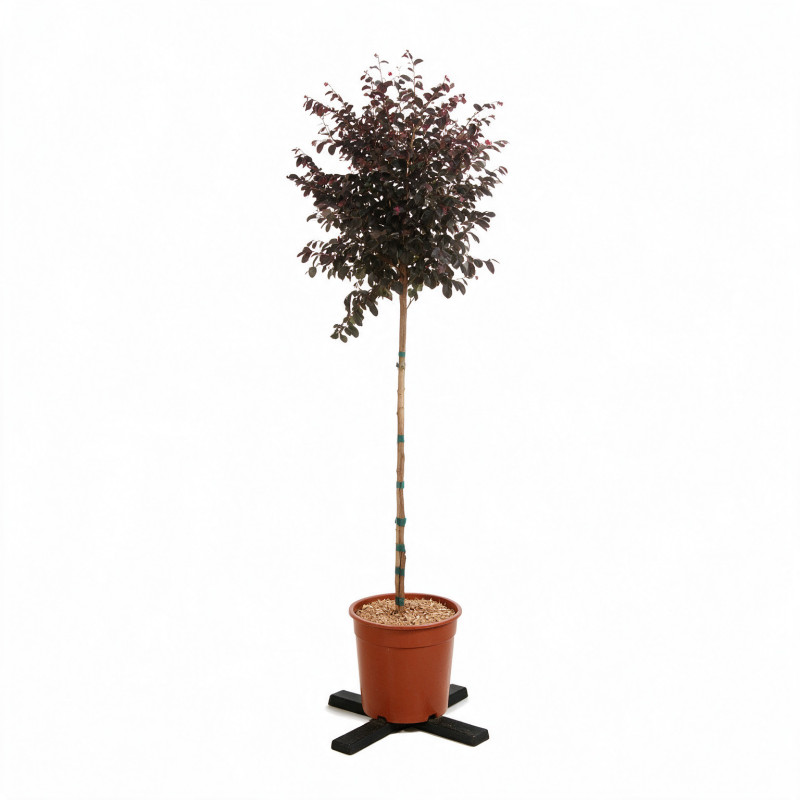 Loropétale de Chine Fede - Loropetalum chinense Fede Demi-tige Pot 7L - 140cm