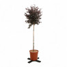 Loropétale de Chine Fede - Loropetalum chinense Fede Demi-tige Pot 7L - 140cm