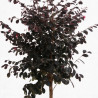 Loropétale de Chine Fede - Loropetalum chinense Fede Demi-tige Pot 7L - 140cm